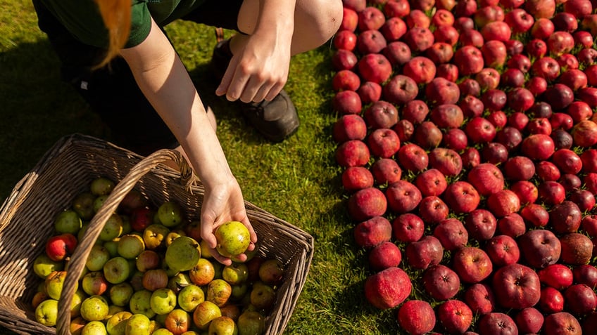 apple of their eye see the unique display that gardeners created using leftover orchard fruit