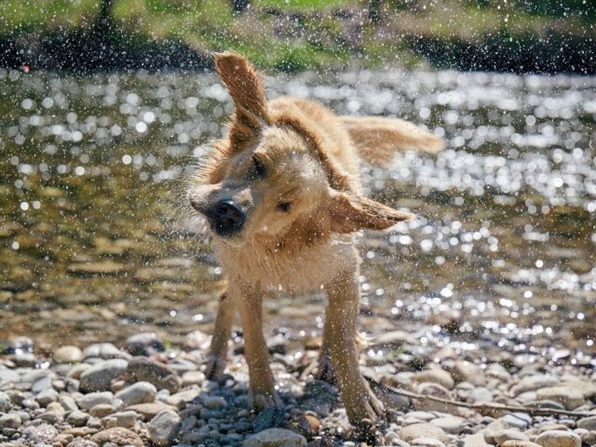 appless iphone emergency sos feature saves woman and her dog from flash flood in utah canyon