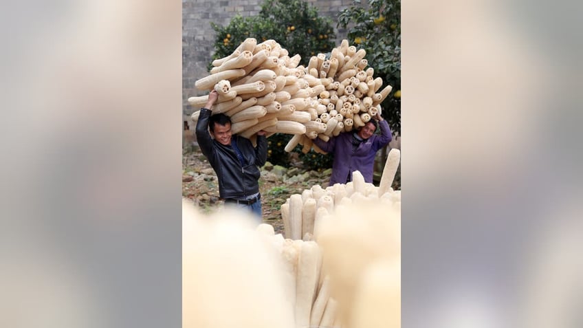 Farmers cultivating loofah after being peeled