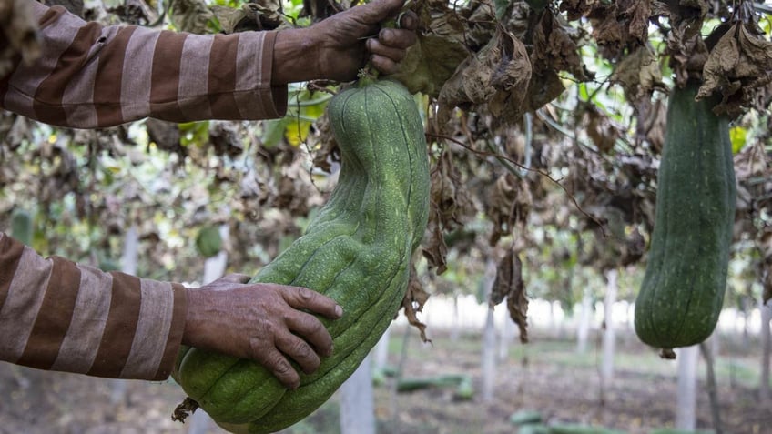 Luffah, loofah during harvest being picked off a tree