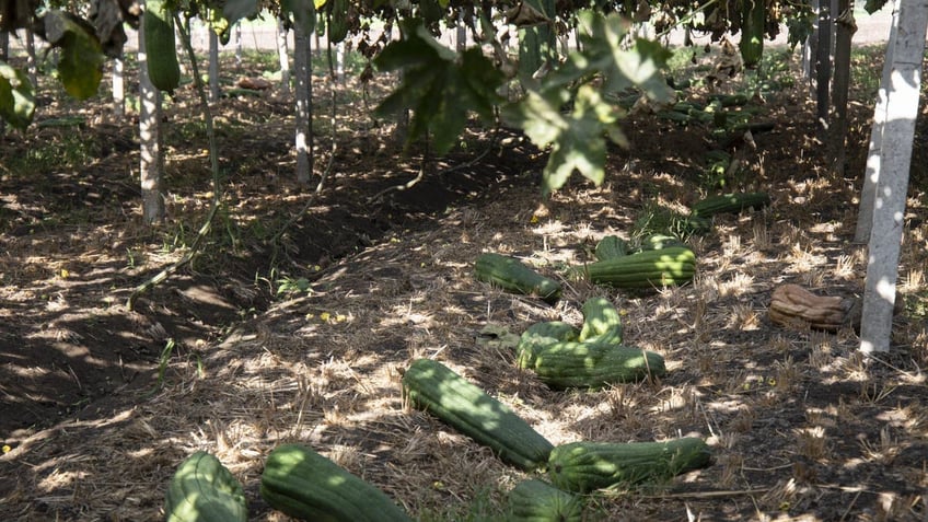 Loofah being harvested on the ground in Egypt