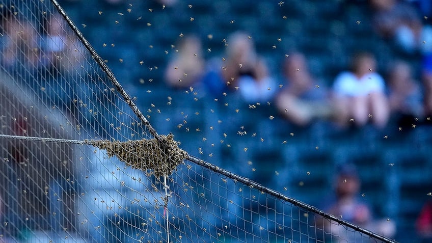 A swarm of bees gather