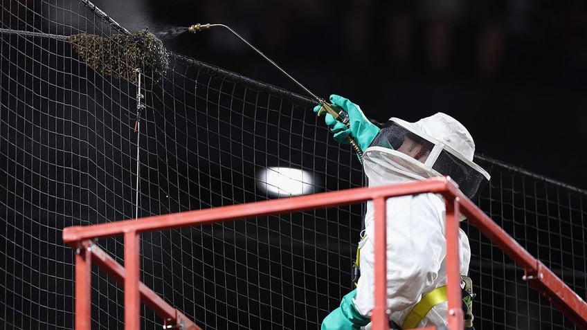 Beekeeper Matt Hilton removes a colony of bees