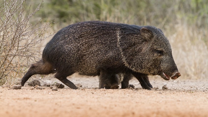 arizona golf course operators use chili oil to repel javelinas tearing up turf