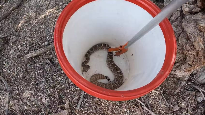 arizona snake removal company snares 20 rattlers in single home