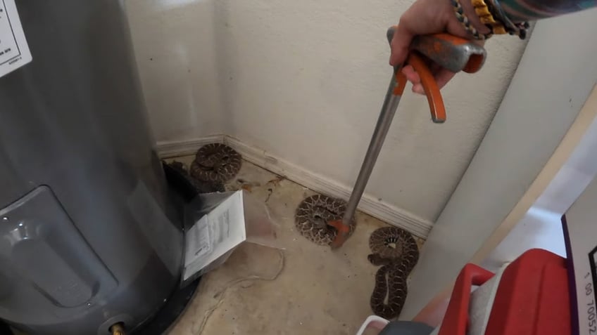 arizona snake removal company snares 20 rattlers in single home