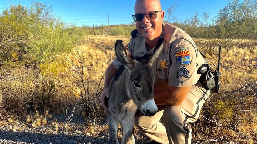 arizona trooper rescues burro whose mother was killed by car