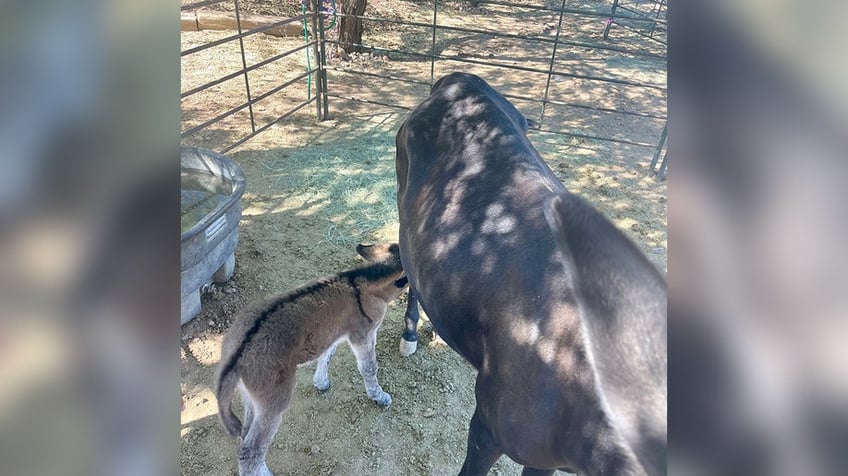 arizona trooper rescues burro whose mother was killed by car