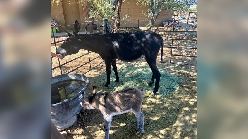 arizona trooper rescues burro whose mother was killed by car