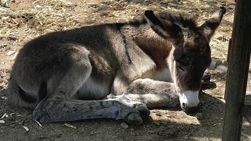 arizona trooper rescues burro whose mother was killed by car