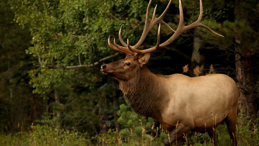 arizona woman dies after elk tramples her in backyard first fatal attack reported in state