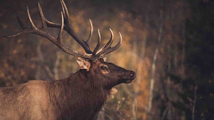 arizona woman dies after elk tramples her in backyard first fatal attack reported in state