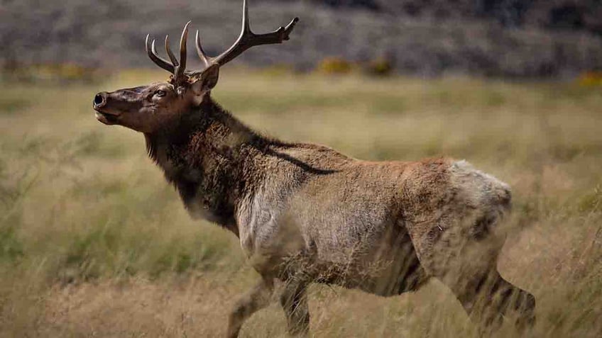 arizona woman dies after elk tramples her in backyard first fatal attack reported in state