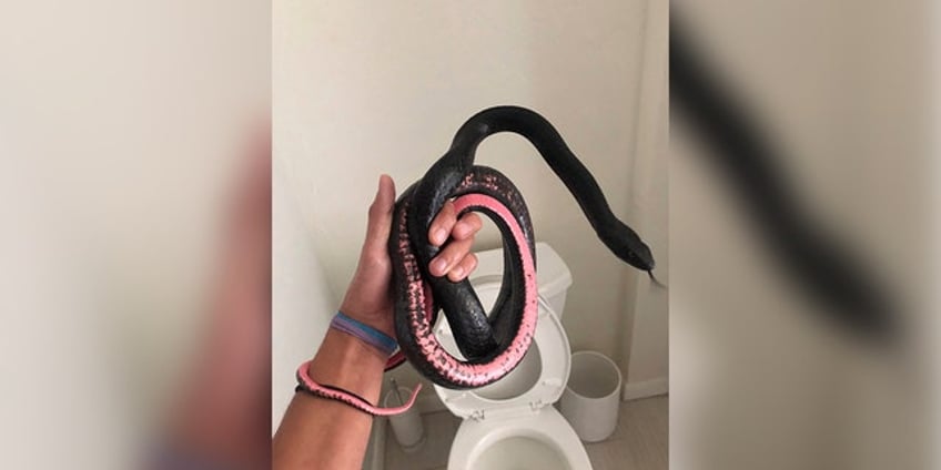 arizona woman discovers snake in worst possible place in her home