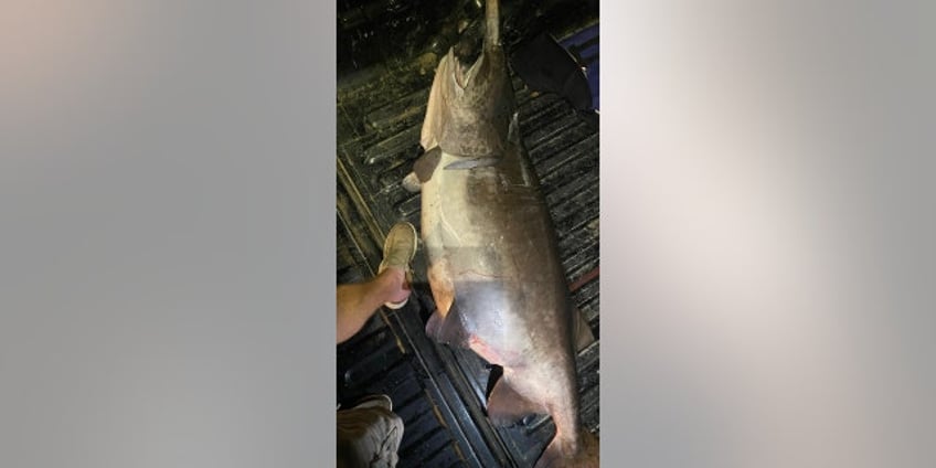 arkansas fisherman pulls 165 pound paddlefish onto shore fish of a lifetime
