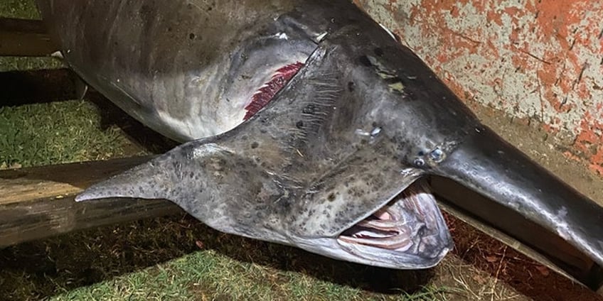 arkansas fisherman pulls 165 pound paddlefish onto shore fish of a lifetime