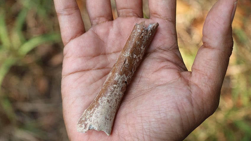 Arm bone fragment