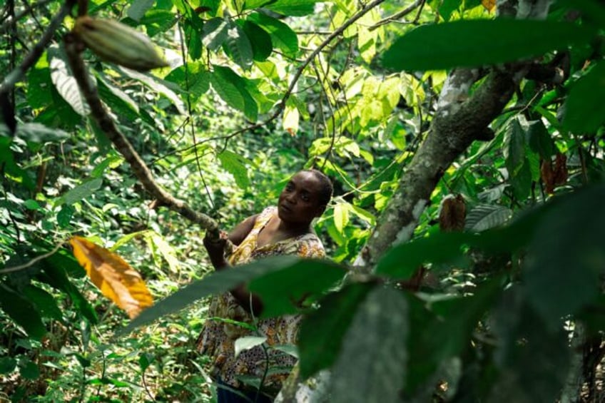 Judith Kahindo takes a risk every time she goes to her cocoa plantation in eastern Democra