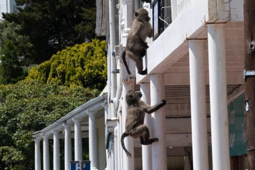 Baboons clamber into a building through an open window in Simon's Town