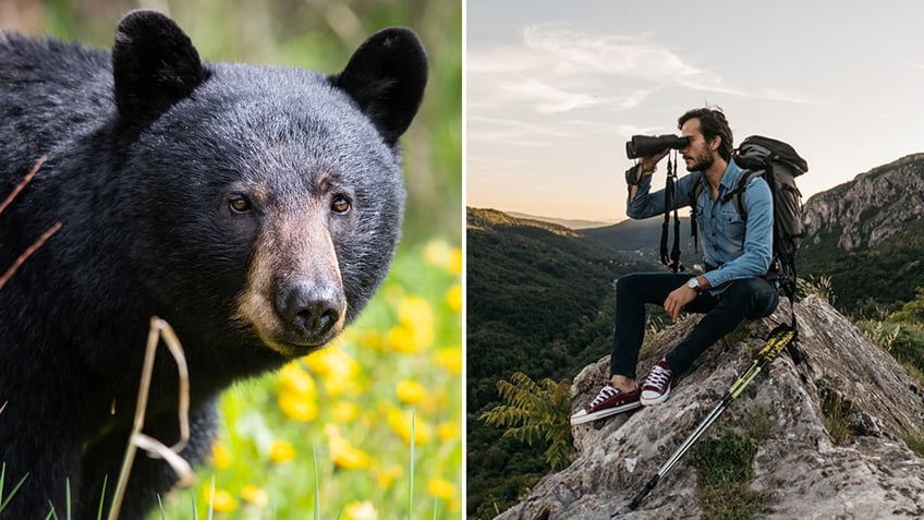 Black bear and hiker with binoculars