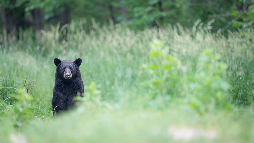 Black bear