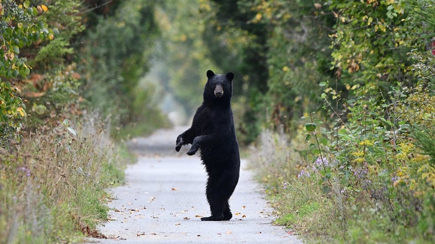 Black bear