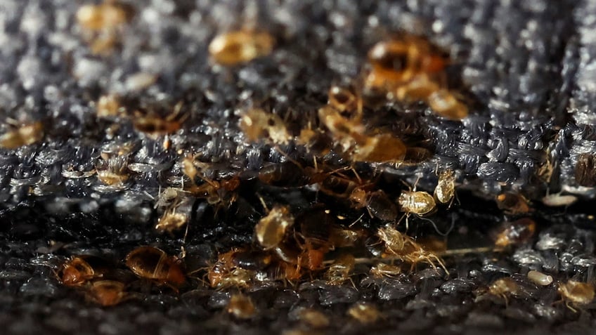 as paris olympics approach french authorities launch efforts to eradicate bedbugs