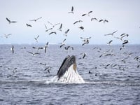As Trump pares back ocean protections, California weighs expanding them