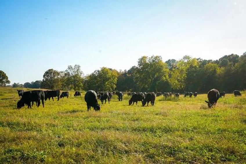 as us cattle ranchers go out of business one family found a way to survive