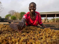 As warming climate hammers coffee crops, South Sudan tests a tougher species