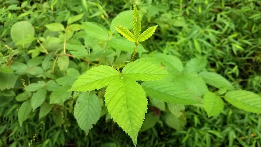 Exposure to skin-irritating plants — most notably, poison ivy — increases during the summer months.
