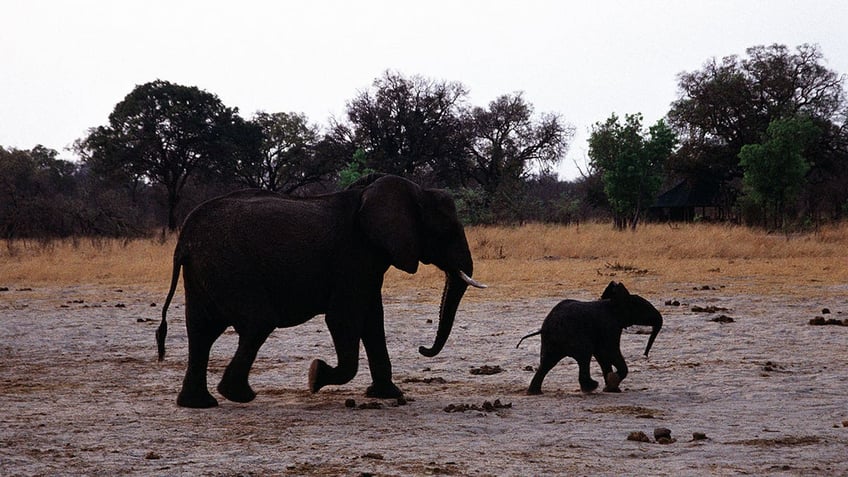 at least 100 elephants die in one of africas largest national parks due to drought