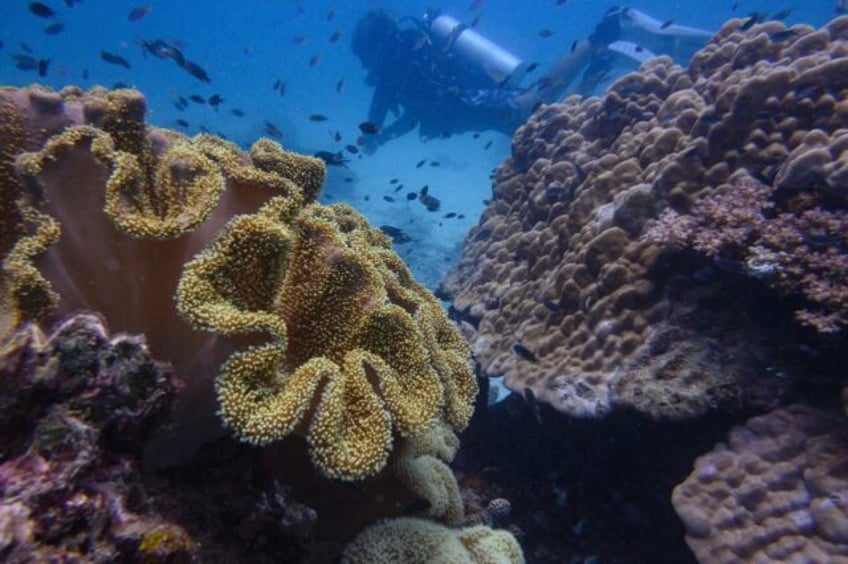 Thailand's Koh Tao is a popular dive destination