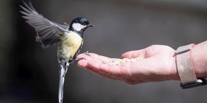 audubon society pressured to give social justice to the birding community after george floyds death