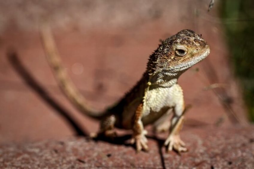 This year scientists counted just 11 grassland earless dragons in the wild, a marked decli