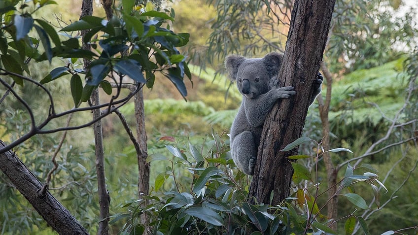 australia travel guide what to know before you visit the land down under