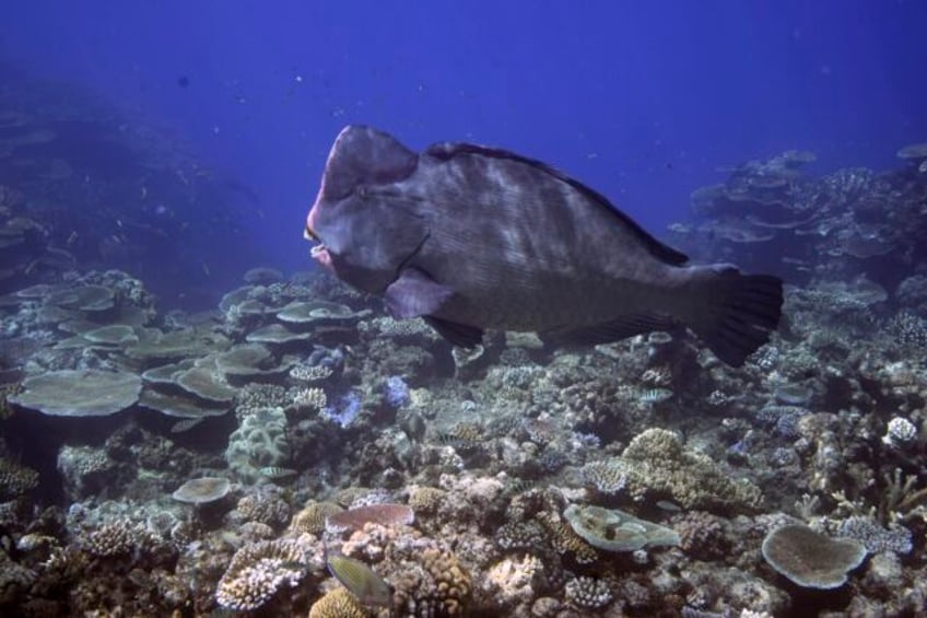 australia welcomes lifting of unesco threat to list great barrier reef as world heritage in danger