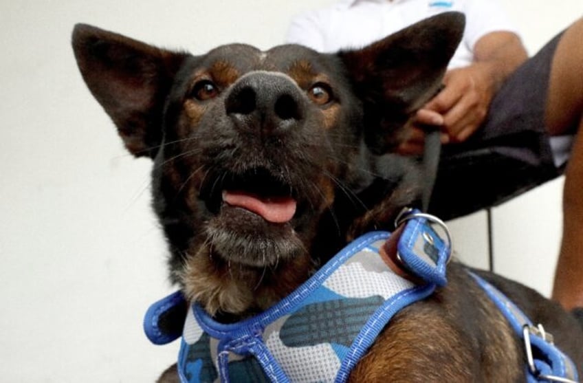 australian castaways dog gets new life with second dad in mexico