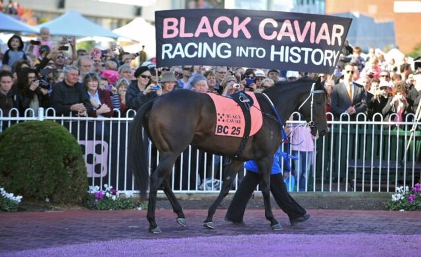 Australian thoroughbred Black Caviar (pictured at her farewell in 2013) was unbeaten in al