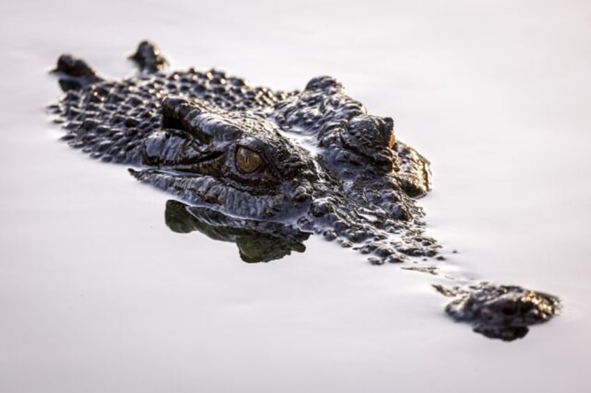 Crocodile attacks are rare but not unheard of in Australia's Northern Territory