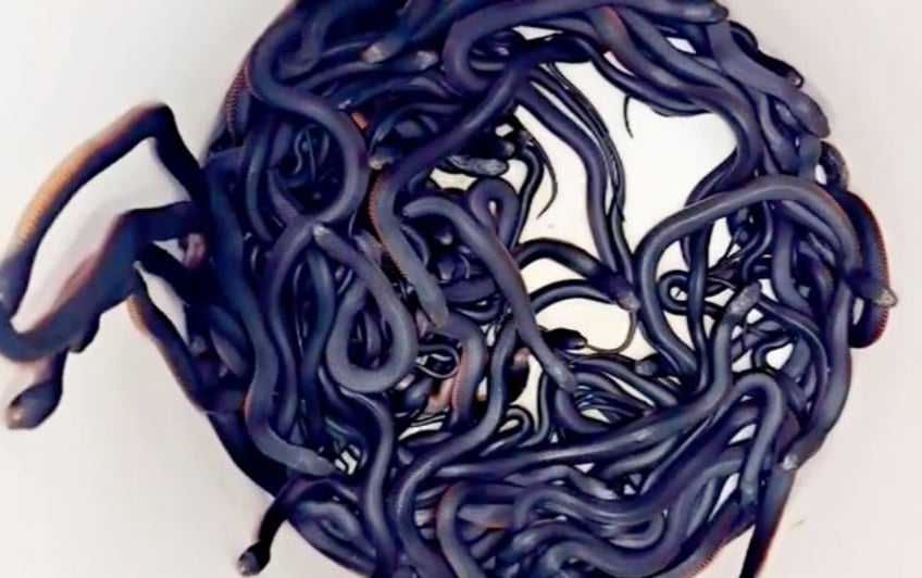 A team of Australian reptile catchers found 102 red-bellied black snakes in a suburban bac