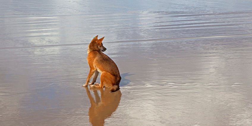 australian woman attacked by dingoes during run on island of kgari lucky to be alive