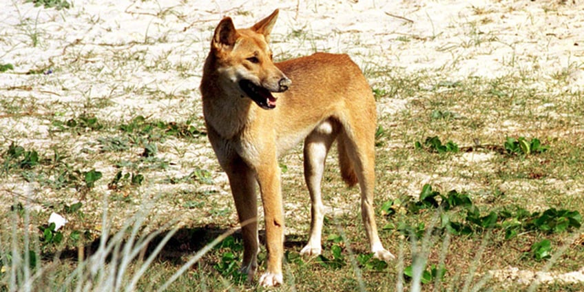 australian woman attacked by dingoes during run on island of kgari lucky to be alive