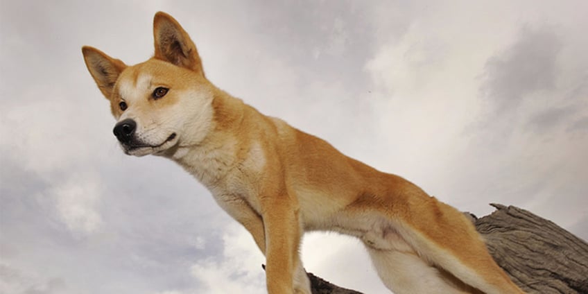 australian woman attacked by dingoes during run on island of kgari lucky to be alive