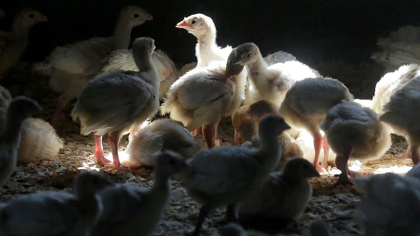 avian flu confirmed in california 250000 birds euthanized amid spread concerns