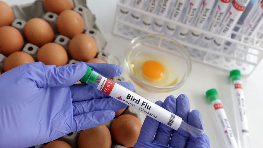 avian flu confirmed in california 250000 birds euthanized amid spread concerns