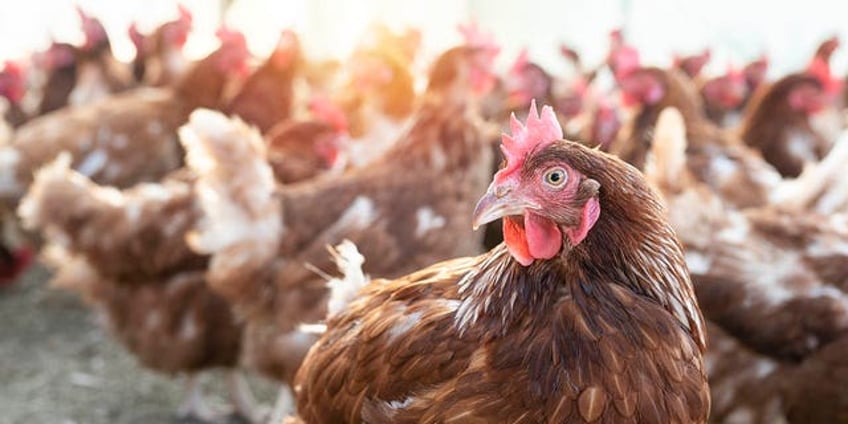 avian influenza symptoms of the disease and how it affects birds and humans