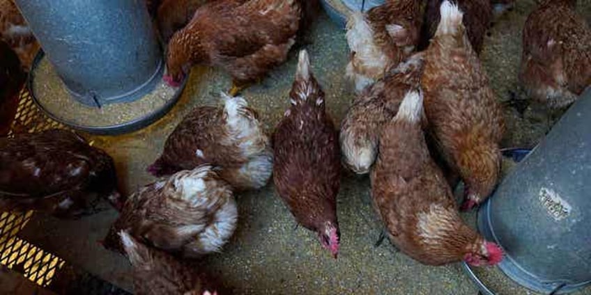 avian influenza symptoms of the disease and how it affects birds and humans