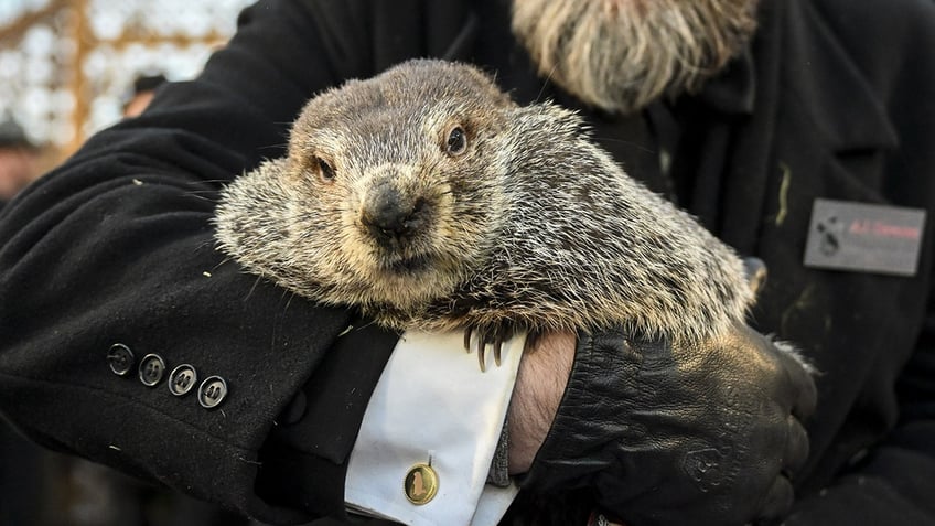 Punxsutawney Phil being held