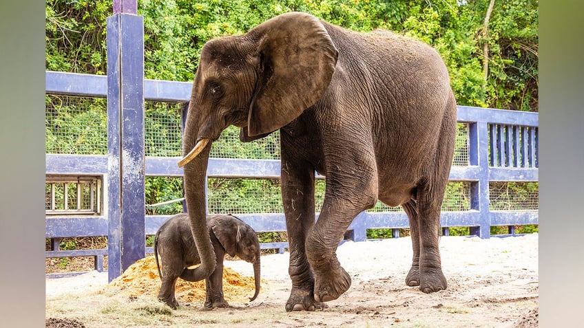 baby elephant and her mother